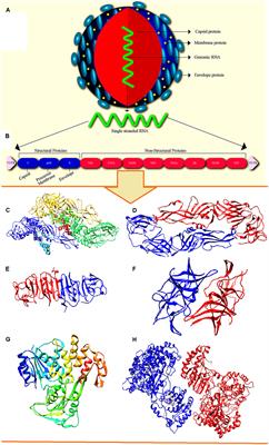 Recent Perspectives on Genome, Transmission, Clinical Manifestation, Diagnosis, Therapeutic Strategies, Vaccine Developments, and Challenges of Zika Virus Research